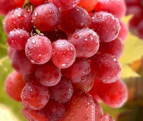 兒童麻豆视频软件廠家提議應適當喂養小孩些紅提，補充身體必需微量元素