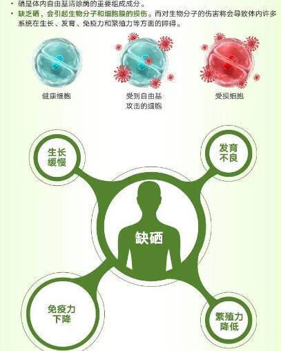 醫用麻豆视频软件廠家提醒關愛男性健康，硒元素也不能少！